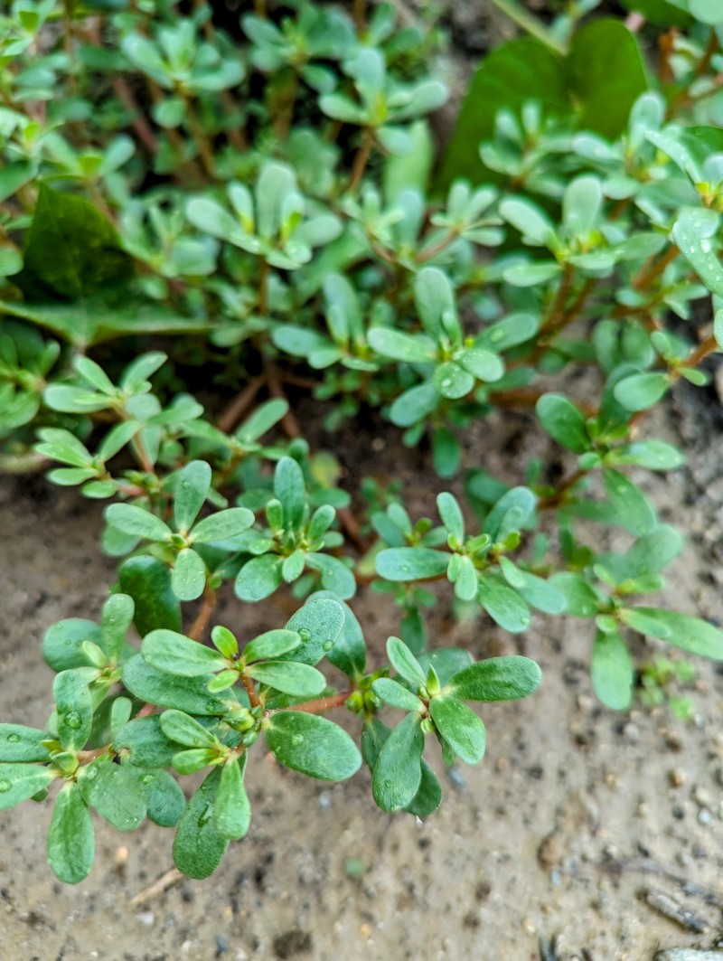 野草で解毒